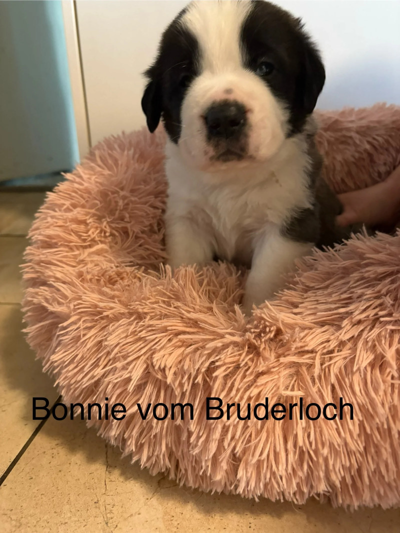 Bonnie vom Bruderloch