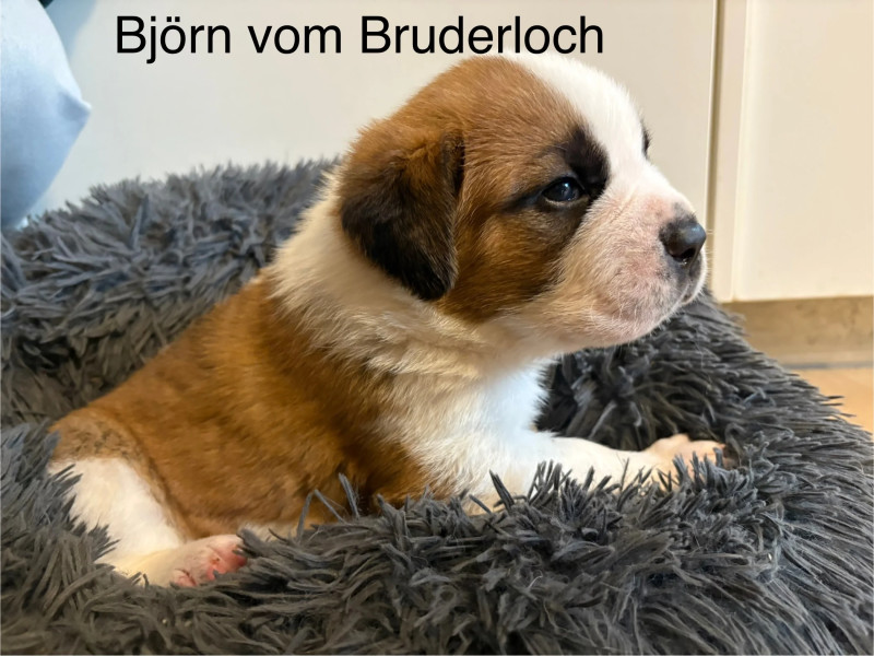 Björn vom Bruderloch