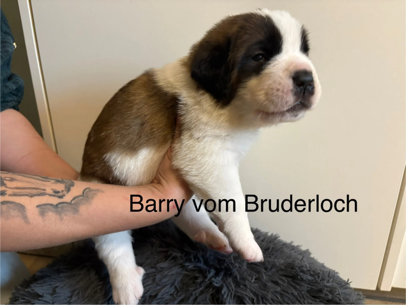 Barry vom Bruderloch