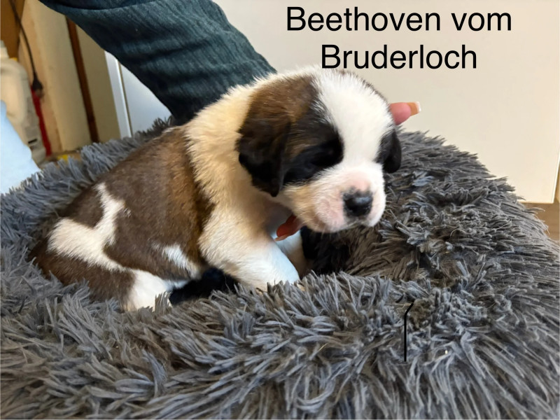 Beethoven vom Bruderloch