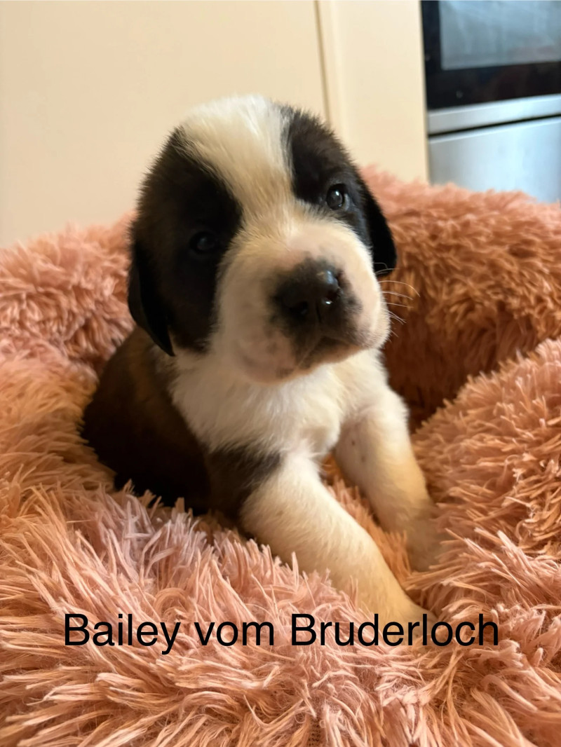 Bailey vom Bruderloch