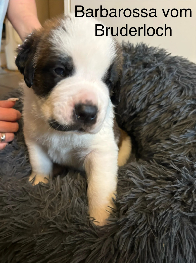 Barbarossa vom Bruderloch