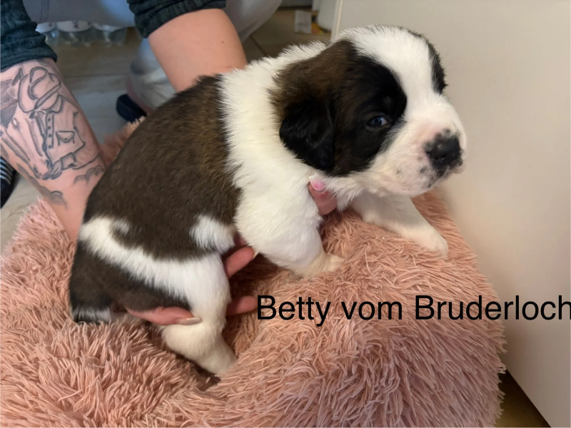 Betty vom Bruderloch