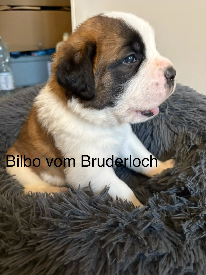Bilbo vom Bruderloch