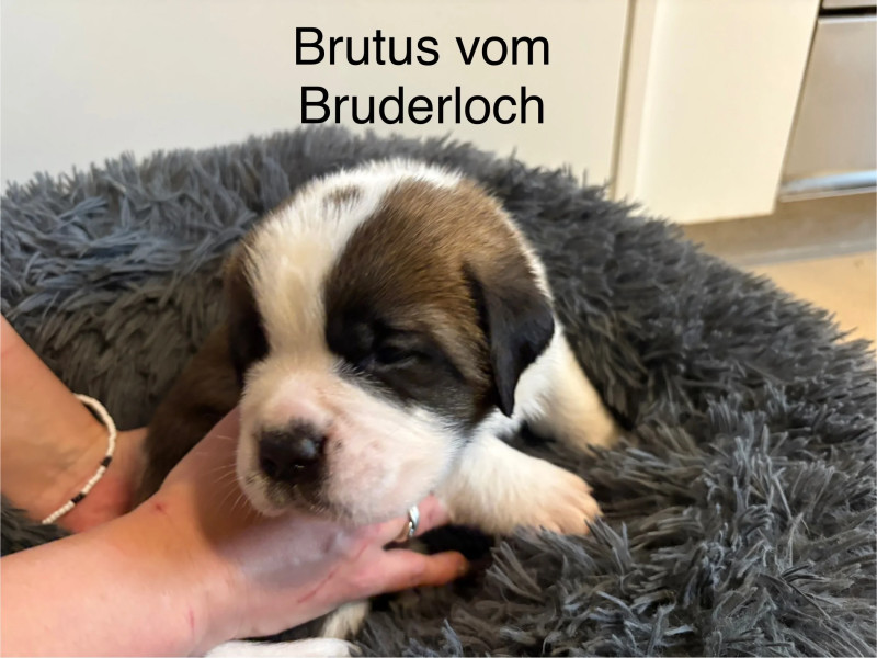 Brutus vom Bruderloch